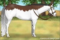 Horse Color:Bay Splash 