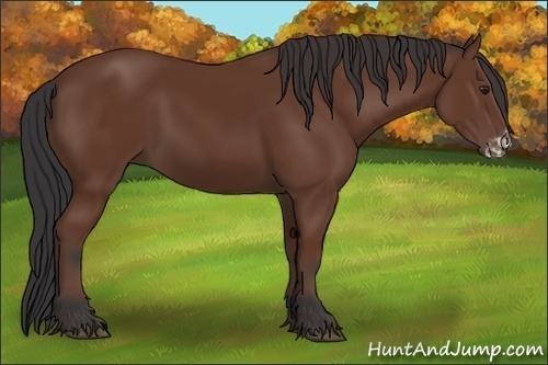 Horse Color:Bay Frame 