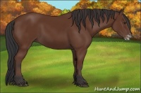 Horse Color:Bay Frame 