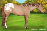 Horse Color:Bay Pearl Tobiano Appaloosa 