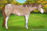 Horse Color:Chestnut Ice Sabino 