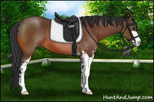 Horse Color:Bay Sabino 