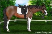 Horse Color:Bay Sabino