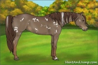 Horse Color:White Spotted Liver Chestnut 