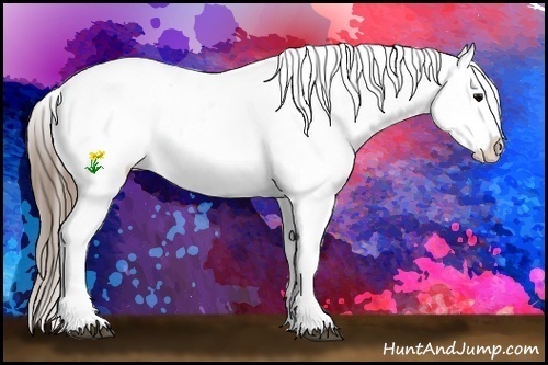 Horse Color:Black Splash Appaloosa