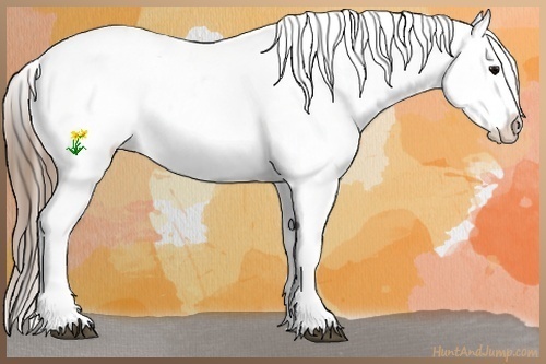 Horse Color:Black Splash Appaloosa Rabicano 