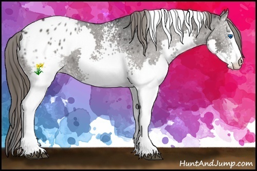 Horse Color:White Spotted Black Splash Tobiano Appaloosa