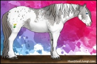 Horse Color:White Spotted Black Splash Tobiano Appaloosa 