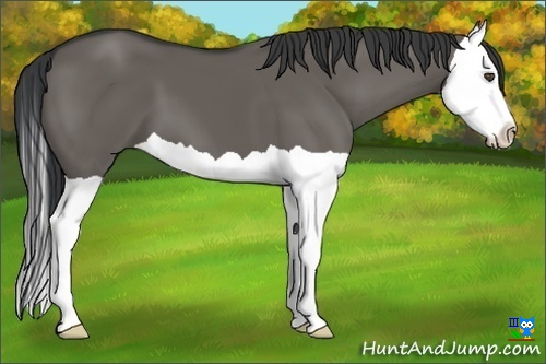 Horse Color:Grullo Splash