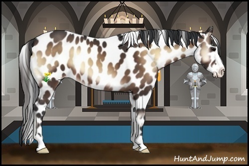 Horse Color:Bay Onyx Frame Appaloosa 