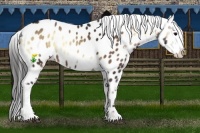 Horse Color:Brown Onyx Near Leopard 