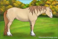 Horse Color:Gold Champagne Dun Sabino 