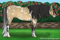 Horse Color:White Spotted Brown Dun Sabino