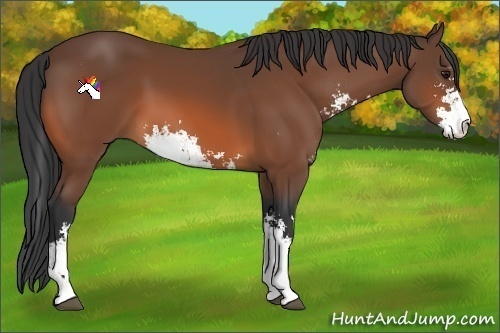 Horse Color:Bay Sabino 