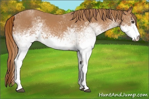 Horse Color:White Spotted Chestnut 
