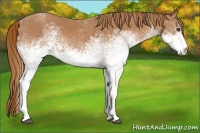 Horse Color:White Spotted Chestnut