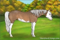 Horse Color:Silver Buckskin Splash 