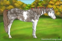 Horse Color:Liver Chestnut Ice Splash 