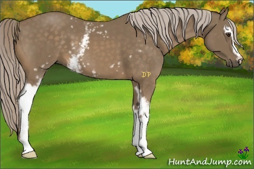Horse Color:White Spotted Chocolate Palomino 