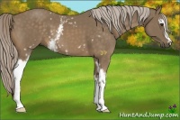 Horse Color:White Spotted Chocolate Palomino