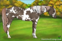 Horse Color:White Spotted Chocolate Palomino