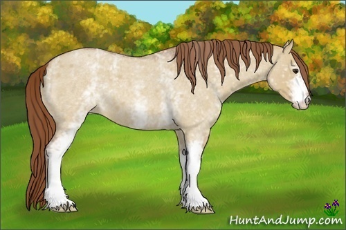 Horse Color:White Spotted Red Dun Roan 