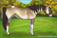 Horse Color:Liver Red Dun Onyx Tobiano