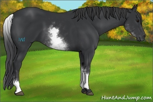 Horse Color:White Spotted Black
