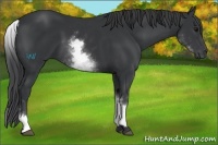 Horse Color:White Spotted Black 
