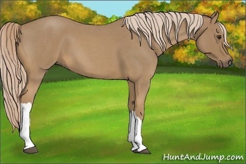 Horse Color:Palomino Roan 