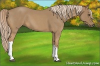 Horse Color:Palomino Roan