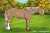 Horse Color:Palomino