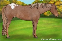 Horse Color:Chestnut Appaloosa