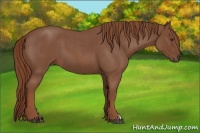 Horse Color:Red Roan 
