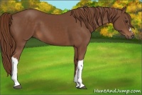 Horse Color:Chestnut 