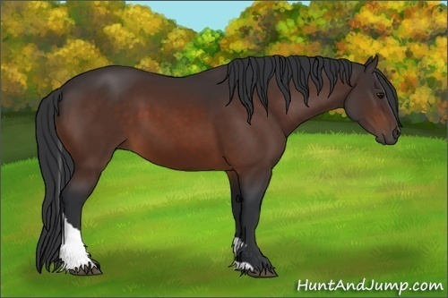 Horse Color:Bay Tobiano 