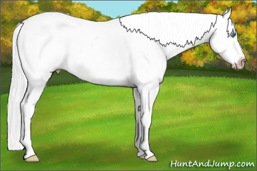 Horse Color:Gray White Spotted Silver Buckskin Roan Pearl Near Leopard 