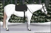 Horse Color:Bay Appaloosa Rabicano 