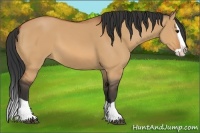 Horse Color:Bay Dun Splash