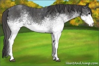 Horse Color:White Spotted Blue Roan Rabicano  Brindle