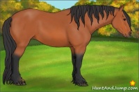 Horse Color:Bay Frame 
