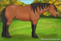 Horse Color:Bay Frame