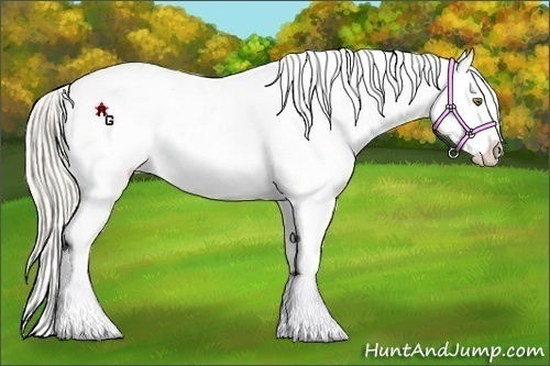 Horse Color:Silver Bay Pearl Splash Tobiano Blanket 