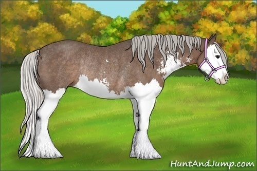 Horse Color:Silver Black Sabino Splash Rabicano 