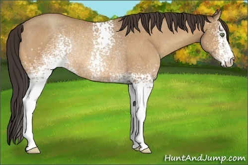 Horse Color:White Spotted Amber Champagne Rabicano 