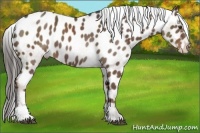 Horse Color:Liver Red Roan Sabino Appaloosa 