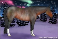 Horse Color:Brown Rabicano 