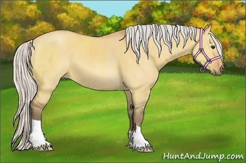 Horse Color:Silver Bay Dun 
