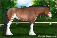 Horse Color:Bay Sabino Rabicano