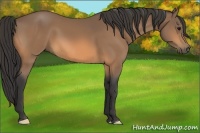 Horse Color:Buckskin 